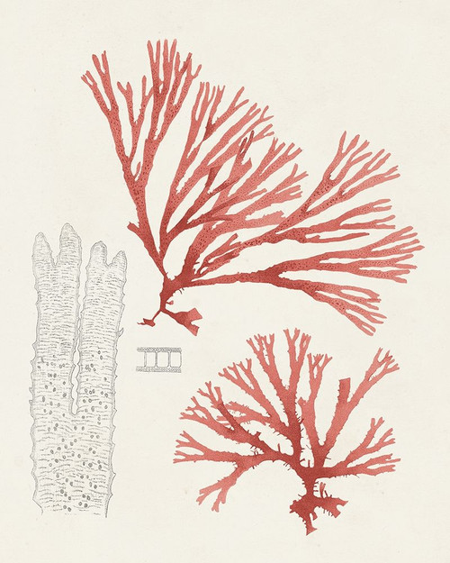 Vintage Coral Study I Poster Print - Unknown