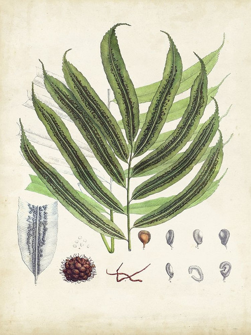 Collected Ferns III Poster Print - Unknown