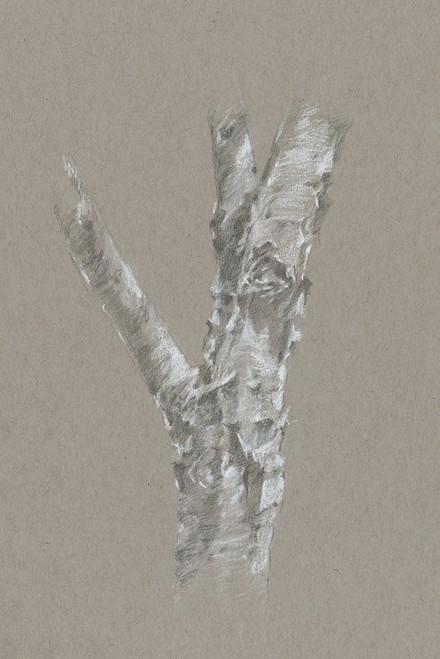 Chalk Birch Study II Poster Print - Ethan Harper