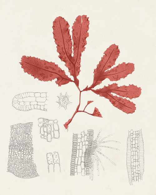 Vintage Coral Study II Poster Print - Unknown