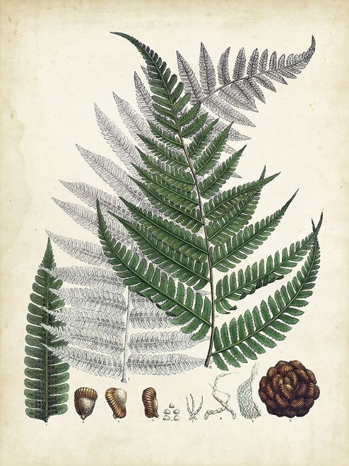 Collected Ferns II Poster Print - Unknown