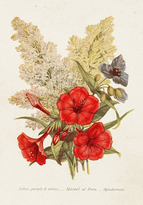 Antique Floral Bouquet V Poster Print - Unknown