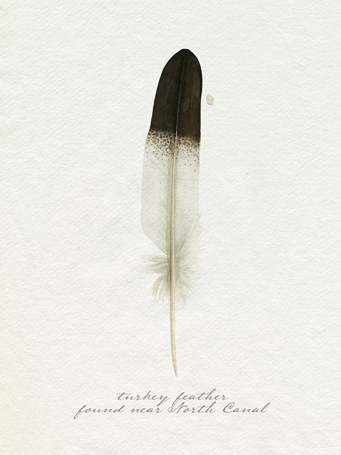 Found Feather IV Poster Print - Grace Popp