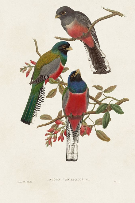 Elegant Trogons IX Poster Print - John Gould