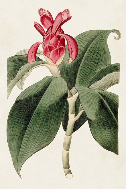 Flora of the Tropics I Poster Print - Unknown