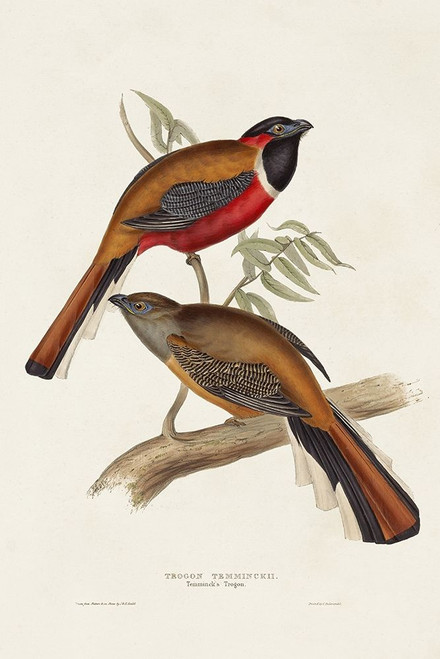 Elegant Trogons IV Poster Print - John Gould