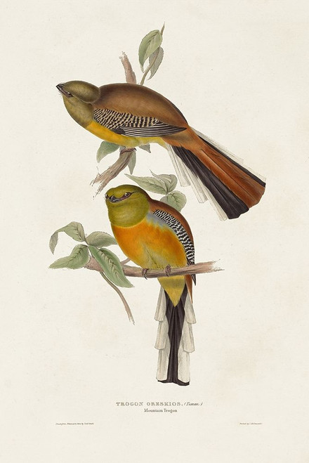 Elegant Trogons II Poster Print - John Gould