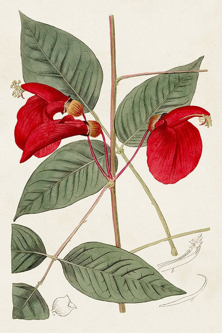 Flora of the Tropics II Poster Print - Unknown