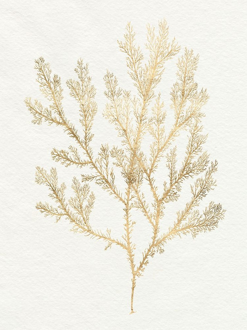 Gilded Algae VI Poster Print - Jennifer Goldberger