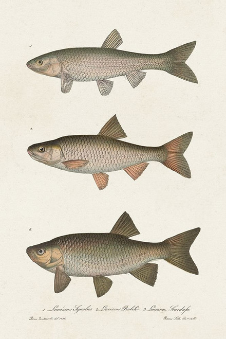 Species of Antique Fish IV Poster Print - Unknown