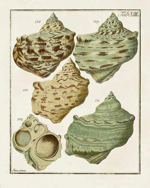 Pastel Shell Pair II Poster Print - Unknown