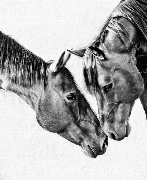 Equine Portrait VI Poster Print - PHBurchett