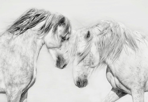 Equine Portrait I Poster Print - PHBurchett