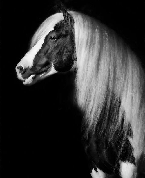 Equine Portrait VII Poster Print - PHBurchett