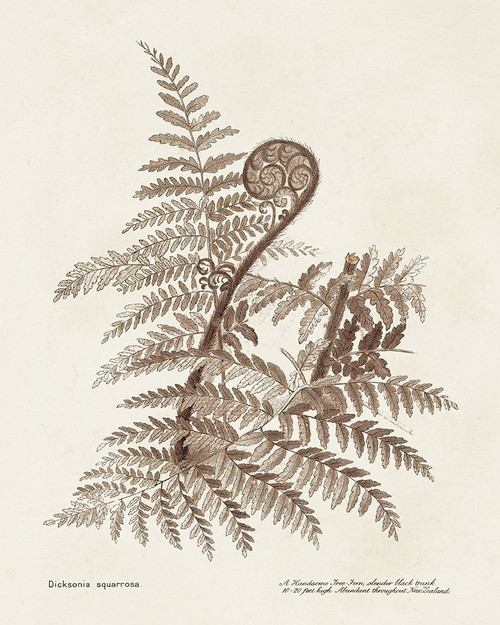 Sepia Fern Varieties I Poster Print - Unknown
