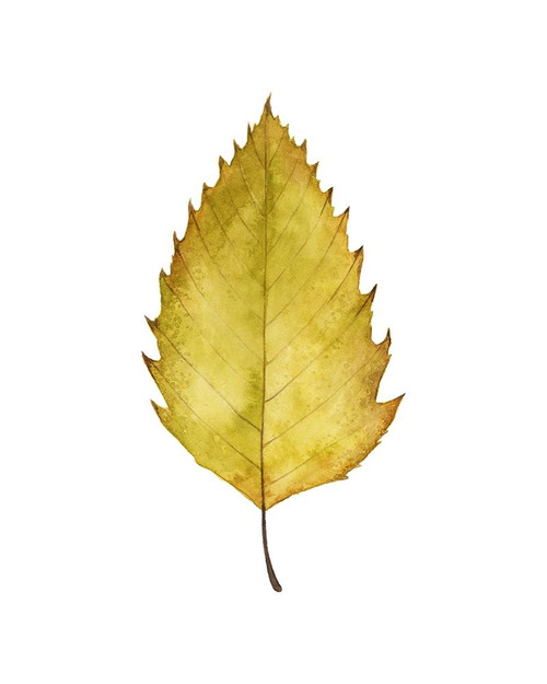 Fall Leaf Study I Poster Print - Grace Popp