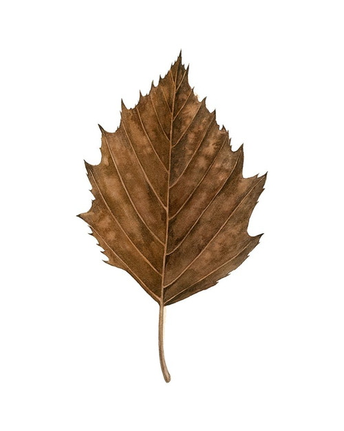 Fall Leaf Study III Poster Print - Grace Popp