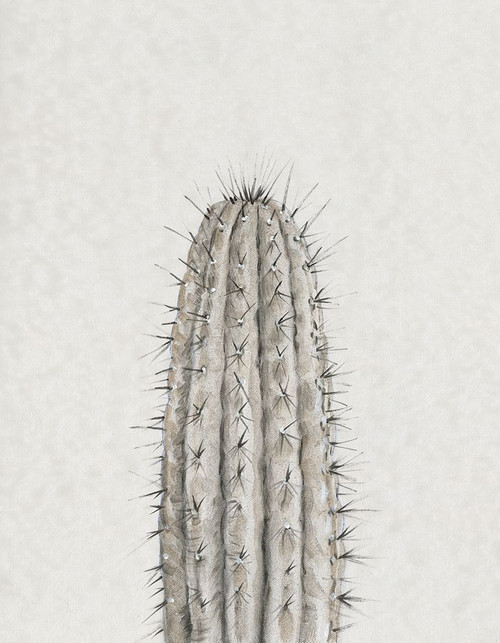 Cactus Study III Poster Print - Tim OToole