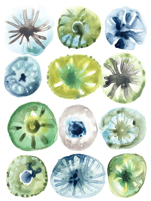 Sea Urchin Assortment I Poster Print - June Erica Vess