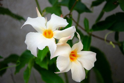 Garden Array IV Poster Print - Laura DeNardo