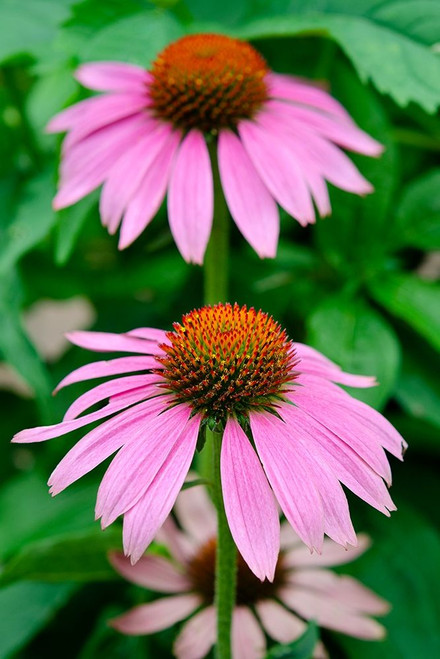 Pink Coneflowers II Poster Print - Laura DeNardo