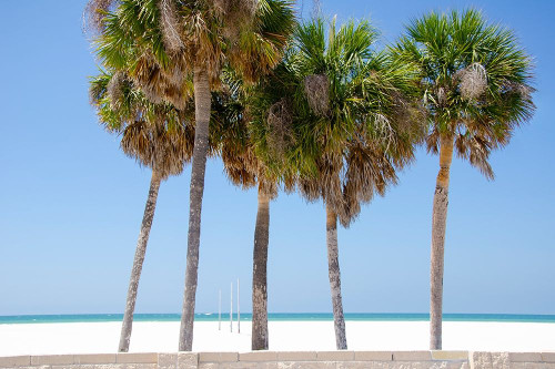 Coastal Palms I Poster Print - Laura DeNardo