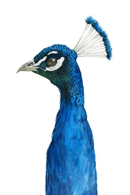 Peacock Portrait II Poster Print - Grace Popp