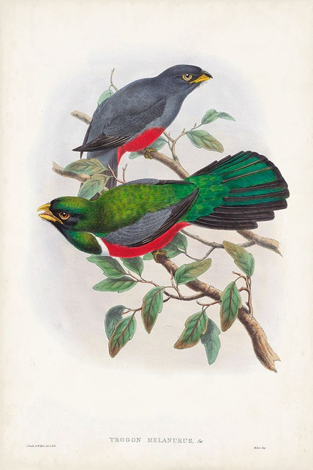 Gould Tropical Birds III Poster Print - John Gould