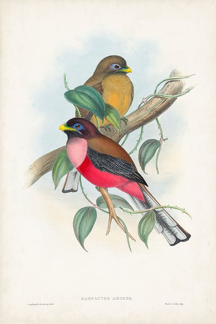 Gould Tropical Birds VIII Poster Print - John Gould