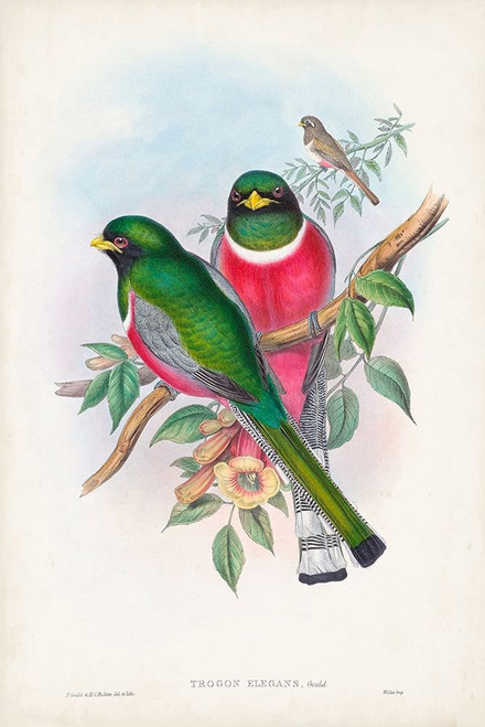 Gould Tropical Birds VII Poster Print - John Gould