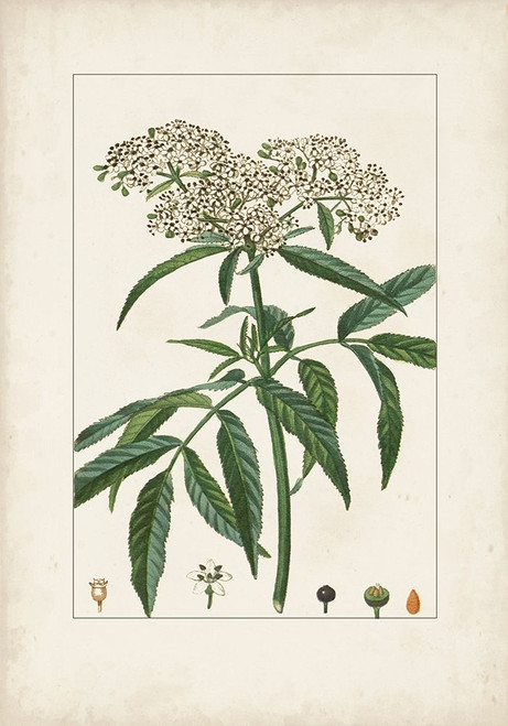 Antique Turpin Botanical VII Poster Print - Turpin