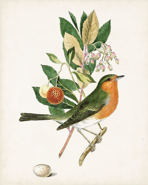 Antique Bird-Botanical and Egg I Poster Print - Unknown