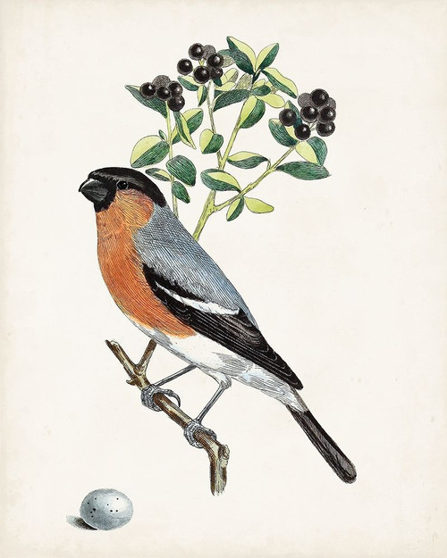 Antique Bird-Botanical and Egg IV Poster Print - Unknown