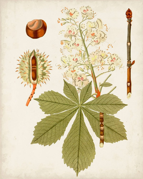 Antique Leaves VIII Poster Print - Unknown