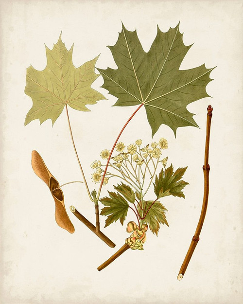 Antique Leaves VI Poster Print - Unknown