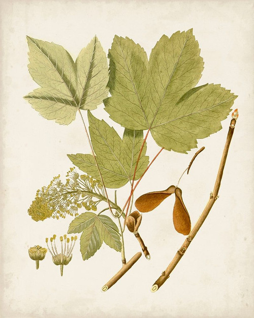 Antique Leaves IV Poster Print - Unknown