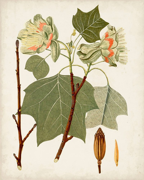 Antique Leaves III Poster Print - Unknown
