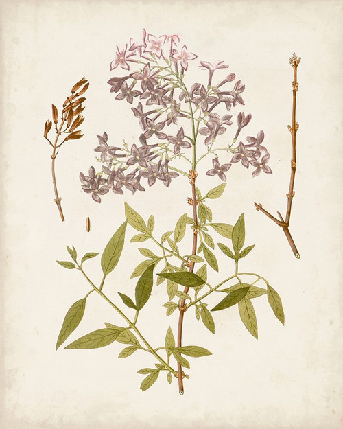 Vintage Flowering Trees I Poster Print - Unknown