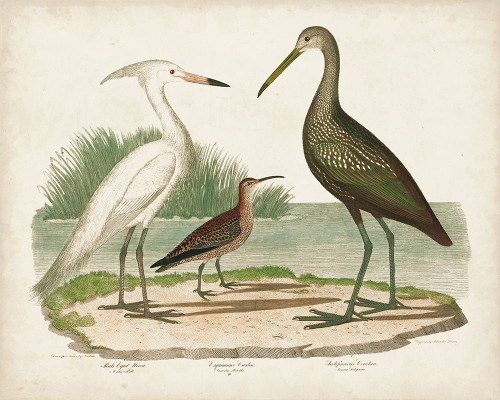 Waterbird Trio I Poster Print - Alexander Wilson