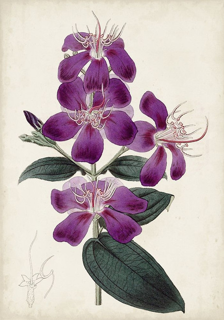 Garden Gems IV Poster Print - Curtis