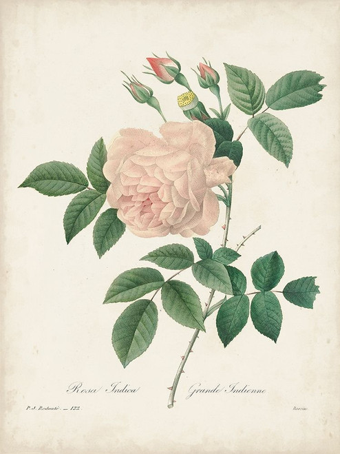 Vintage Redoute Roses II Poster Print - Pierre Redoute