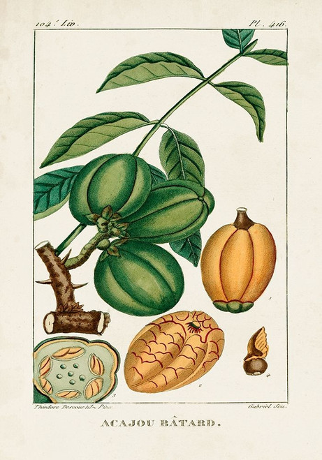 Turpin Foliage and Fruit IV Poster Print - Turpin