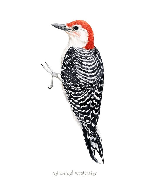 Watercolor Woodpecker III Poster Print - Grace Popp