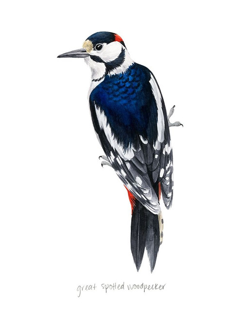Watercolor Woodpecker II Poster Print - Grace Popp