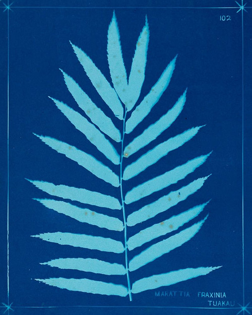 Cyanotype Ferns III Poster Print - Unknown