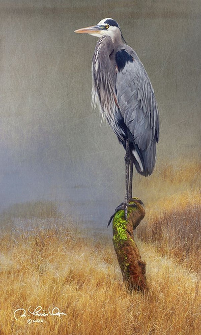 In the Water I Poster Print - Chris Vest