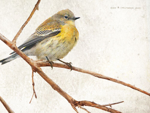 On the Branch III Poster Print - Chris Vest