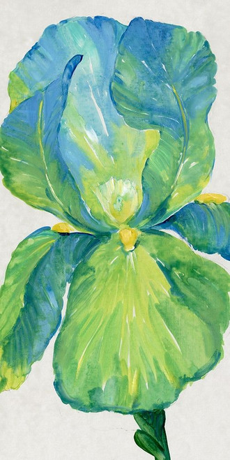 Iris Bloom in Green I Poster Print - Tim OToole
