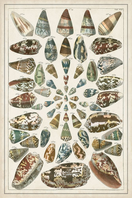 Grand Seba Shells V Poster Print - Albertus Seba