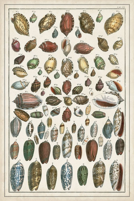 Grand Seba Shells VI Poster Print - Albertus Seba